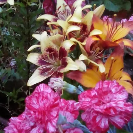 Beechlands Bed & Breakfast